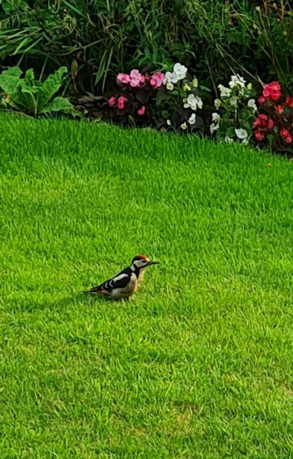 Woodpeckers Cottage سكرابورو المظهر الخارجي الصورة